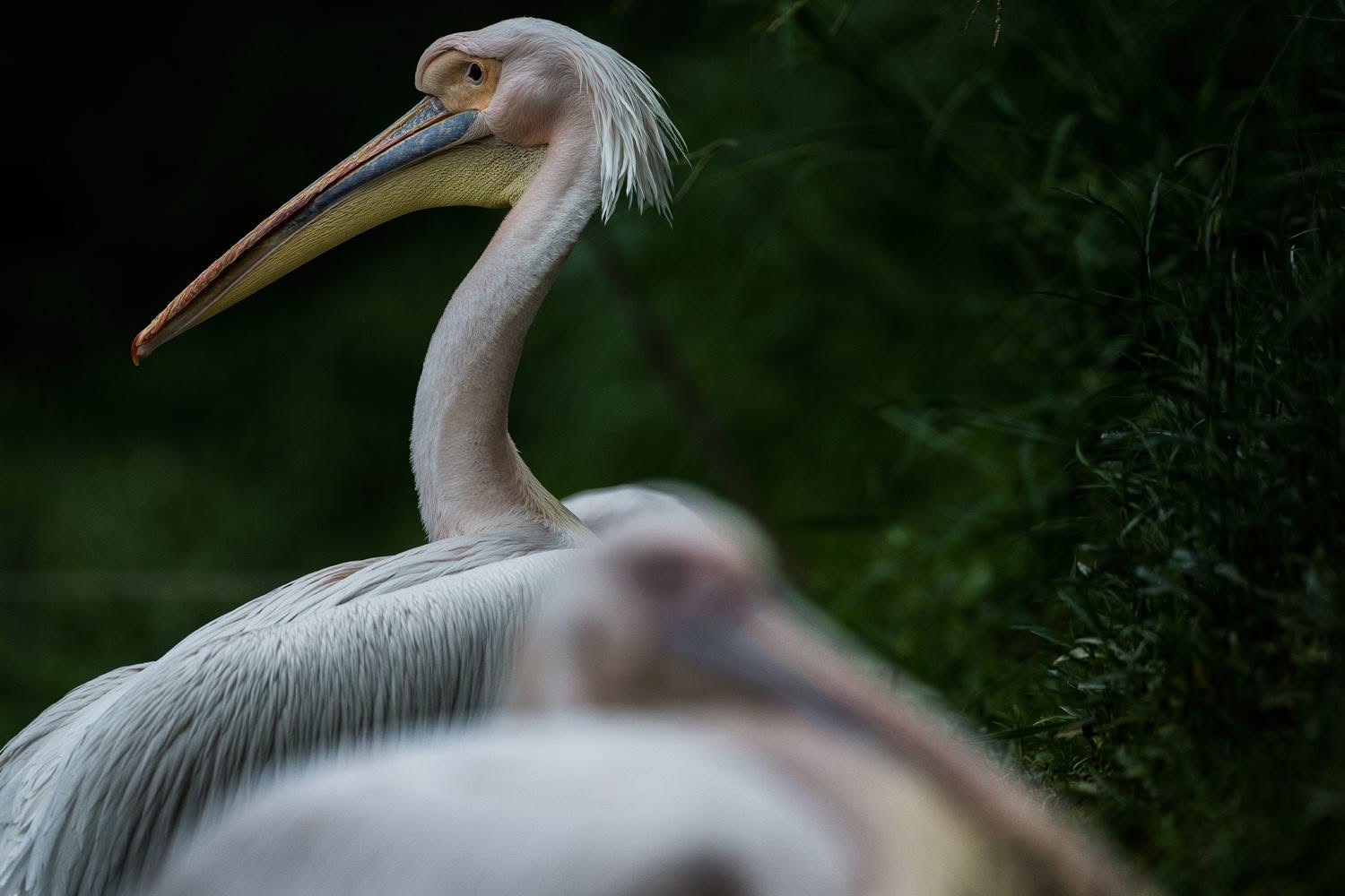 Feathered Crest or Grace in the Reeds